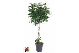 Schefflera arboricola compacta Schefflera Compacta gevlochten stam P31