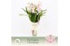 Cymbidium Cymbidium, Pink Bell 5-spike Exclusiva Orchidea Potcover 5 t 