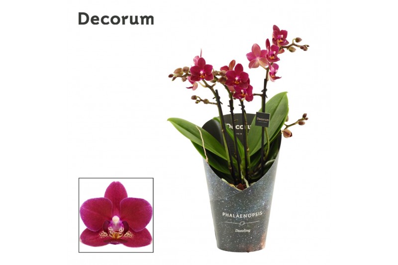 Phalaenopsis multiflora anthura chamonix Phalaenopsis dazzling Chamoni 