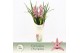 Cymbidium Cymbidium, Pinky 3-spike Exclusiva Orchidea Potcover 3 tak/p 