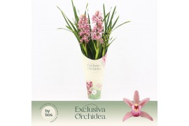 Cymbidium Cymbidium, Pinky 3-spike Exclusiva Orchidea Potcover 3 tak/p