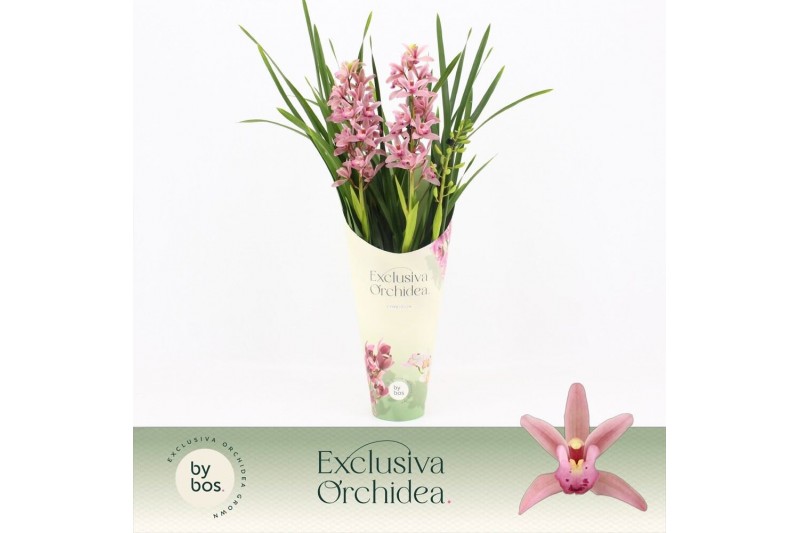 Cymbidium Cymbidium, Pinky 3-spike Exclusiva Orchidea Potcover 3 tak/p 