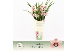 Cymbidium Cymbidium, Pretty Pink 3-spike Exclusiva Orchidea Potcover 3