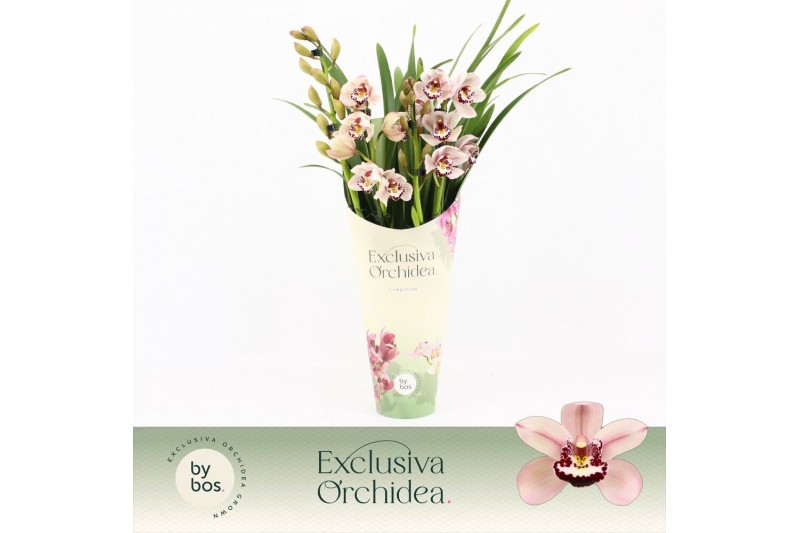 Cymbidium Cymbidium, Pretty Pink 4-spike Exclusiva Orchidea Potcover 4 