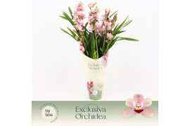 Cymbidium Cymbidium, Wild Pink 5-spike Exclusiva Orchidea Potcover 5 t