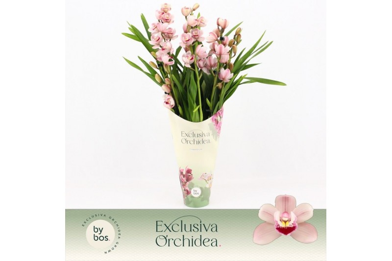 Cymbidium Cymbidium, Wild Pink 5-spike Exclusiva Orchidea Potcover 5 t 
