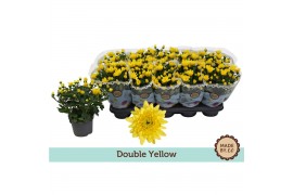 Chrysanthemum ind. mount carmel Chrysant Double Yellow3 pp