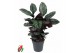 Calathea Calathea Ornata2 pp zonder bloem bl. 