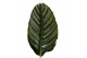 Calathea Calathea Ornata2 pp zonder bloem bl. 