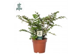 Didymochlaena truncatula Didymochlaena truncatula - Air So Pure