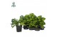 Asplenium antiquum hurricane Asplenium Hurricane - Air So Pure 