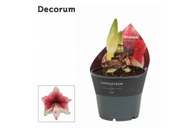 Hippeastrum Tosca 2 knop (Decorum)