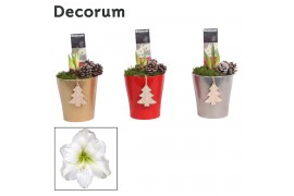 Hippeastrum Amaryllis Wit 2 Knop Amy KERST (Decorum)2 tak/plnt