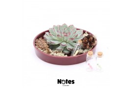 Arrangementen succulenten ROOTLESS Echeveria autumn, burgundy red bowl