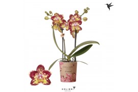 Phalaenopsis Kolibri Orchids Phalaenopsis Diamond Malaysia 2 spike16 b