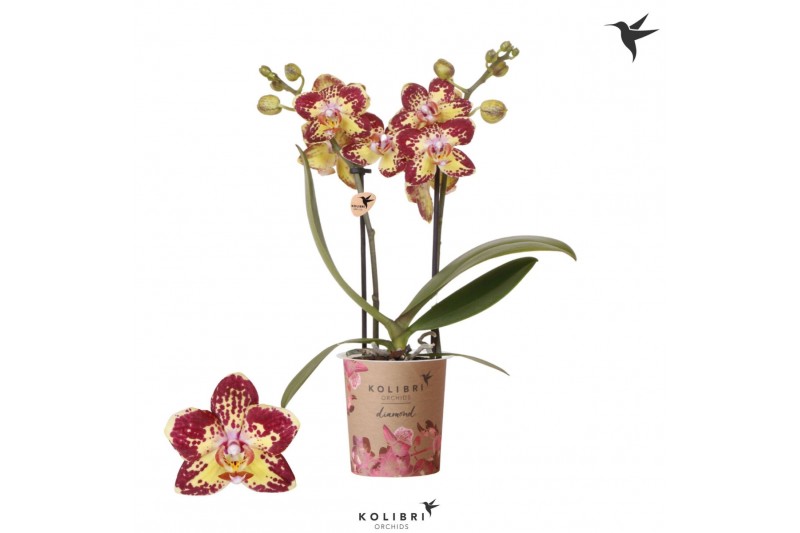 Phalaenopsis Kolibri Orchids Phalaenopsis Diamond Malaysia 2 spike16 b 