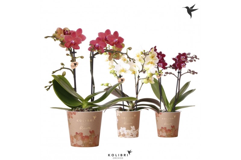 Phalaenopsis multiflora Kolibri Orchids Phalaenopsis Blossom Mix 2 spi 