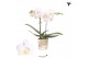 Phalaenopsis florion Kolibri Orchids Phalaenopsis Norway 2 spike20 bl. 