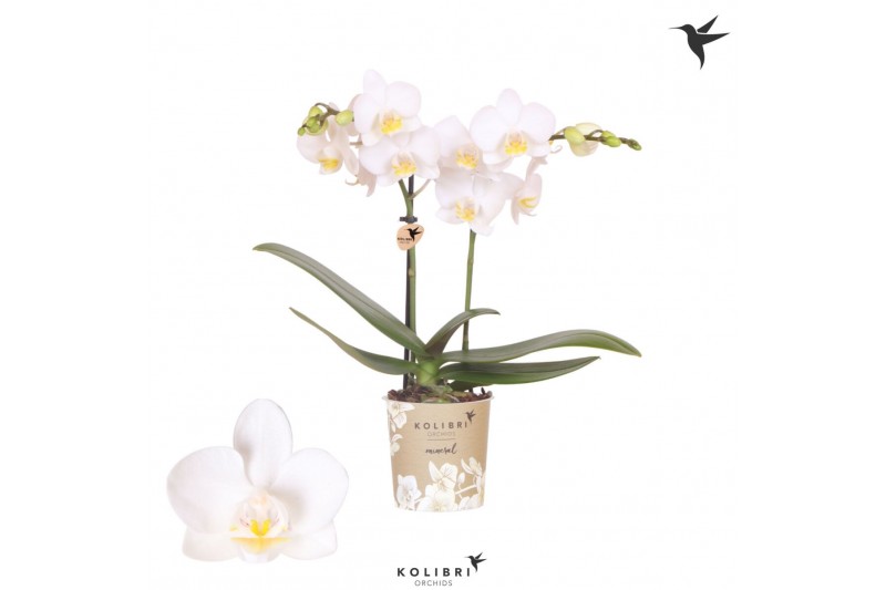 Phalaenopsis florion Kolibri Orchids Phalaenopsis Norway 2 spike20 bl. 