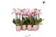 Phalaenopsis multiflora roze Kolibri Orchids Phalaenopsis Pink 2 spike 
