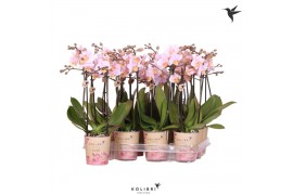 Phalaenopsis multiflora roze Kolibri Orchids Phalaenopsis Pink 2 spike