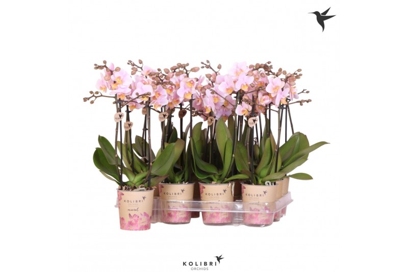 Phalaenopsis multiflora roze Kolibri Orchids Phalaenopsis Pink 2 spike 