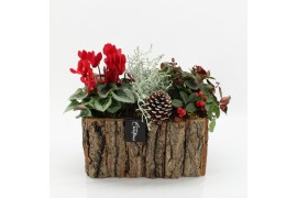 Arrangementen tuinplanten ODXM-2525 Xmas Outdoor 3 pp