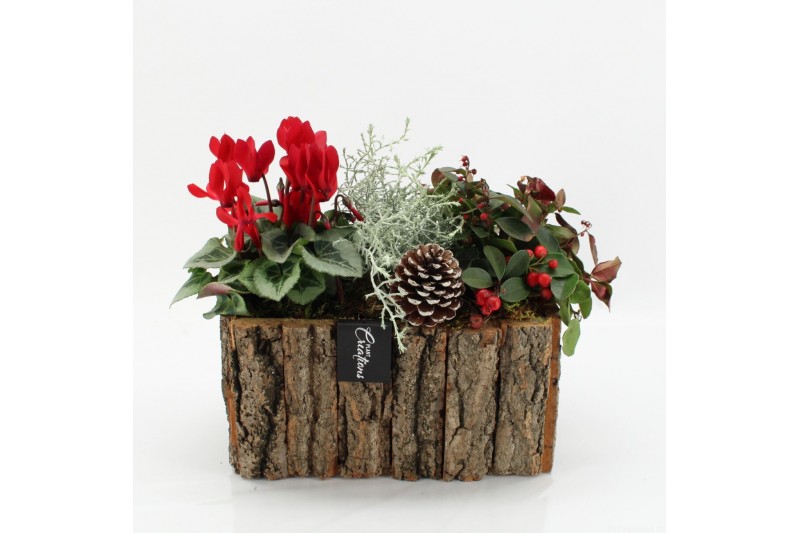 Arrangementen tuinplanten ODXM-2525 Xmas Outdoor 3 pp 
