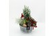 Arrangementen tuinplanten ODXM-2533 Xmas Outdoor 4 pp 