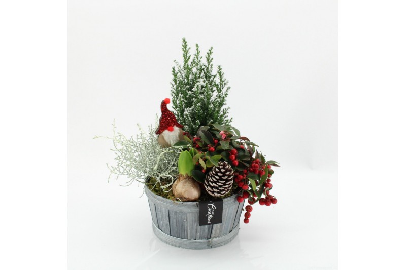 Arrangementen tuinplanten ODXM-2533 Xmas Outdoor 4 pp 