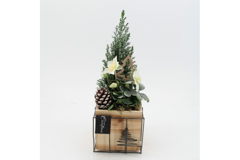 Arrangementen tuinplanten ODXM-2540 Xmas Outdoor 2 pp 