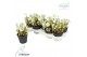 Helleborus niger verboom beauty Helleborus verboom beauty 10+ bloem 10 