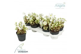 Helleborus niger verboom beauty Helleborus verboom beauty 10+ bloem 10