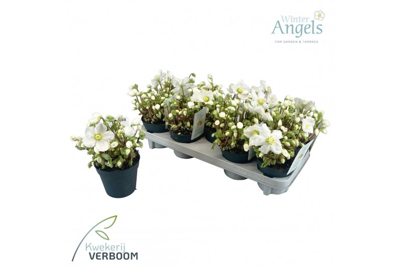 Helleborus niger verboom beauty Helleborus Verboom Beauty p12 12+ bloe 