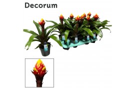 Guzmania crown Guzmania Crown (Decorum) 1 bl.