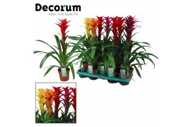 Guzmania mix Guzmania Maxima Mix (Decorum) 1 bl.