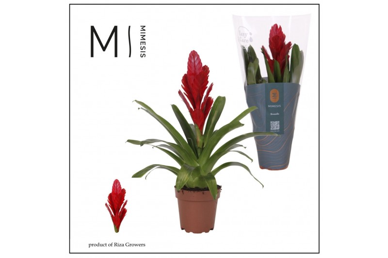 Vriesea intenso red Vriesea Intenso Red - 12cm | Mimesis 