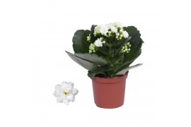 Kalanchoe rosalina don dione wit, Zonder hoes