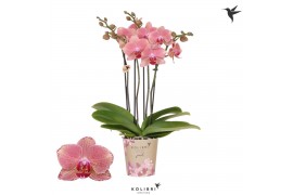 Phalaenopsis oranje Kolibri Orchids Jewel Phalaenopsis Pirate Picotee 