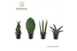Sansevieria cylindrica Sansevieria mix Kakarum