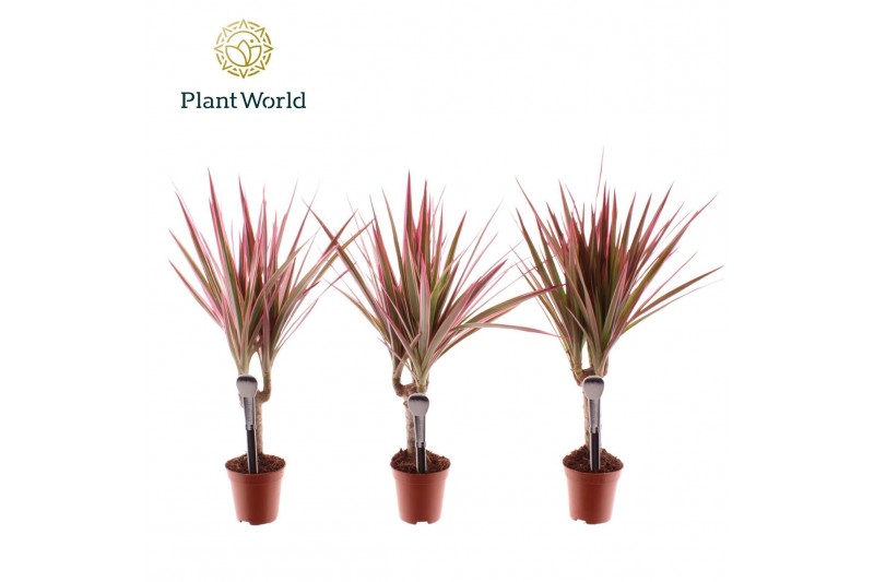 Dracaena marg. bicolor Tummy Dracaena Make-Upz op stam roze 1 pp 