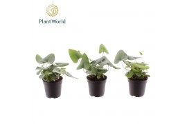 Hemionitis arifolia Hemionitis arifolia 7 cm