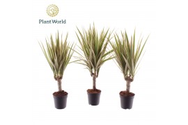 Dracaena marg. bicolor Dracaena Bicolor stam 7 cm 1 pp