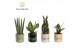 Kamerplanten mix Sansevieria mix in pot Lauri 1 pp 