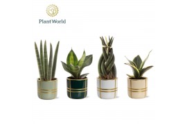 Kamerplanten mix Sansevieria mix in pot Lauri 1 pp