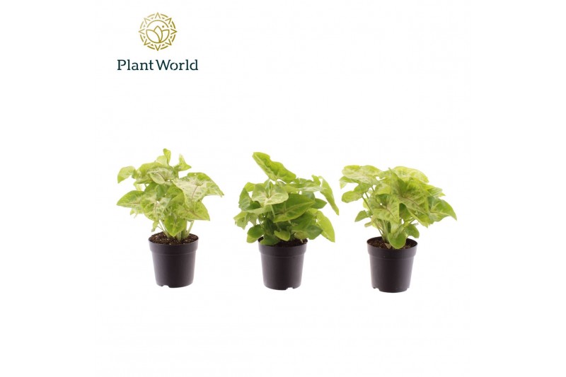 Syngonium Golden Allusion Syngonium Golden 7 cm 1 pp 