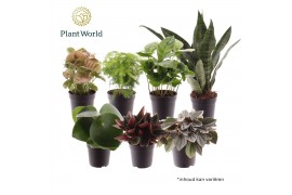 Kamerplanten mix Keen on Green mix Nevada 7 cm 1 pp