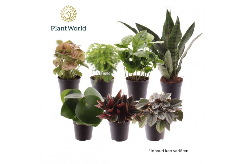 Kamerplanten mix Keen on Green mix Nevada 7 cm 1 pp 