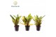 Codiaeum sunny star Croton Sunny Star 7 cm 2 pp 