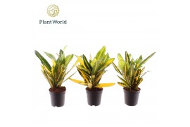 Codiaeum sunny star Croton Sunny Star 7 cm 2 pp